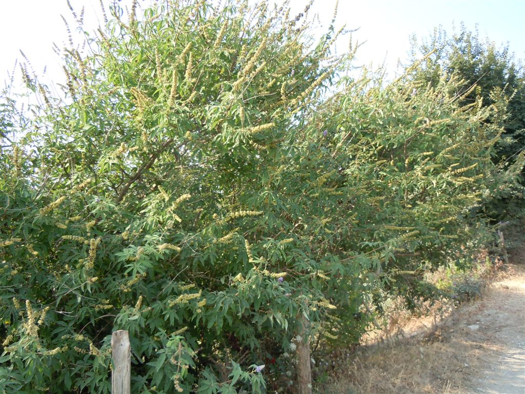 Vitex agnus-castus